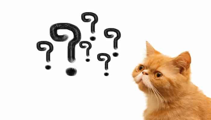 french question-words interrogative words