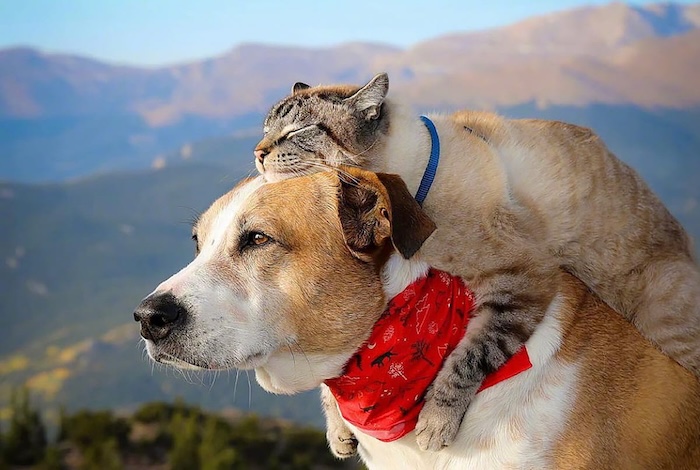 Tips for describing and discussing your dog in French