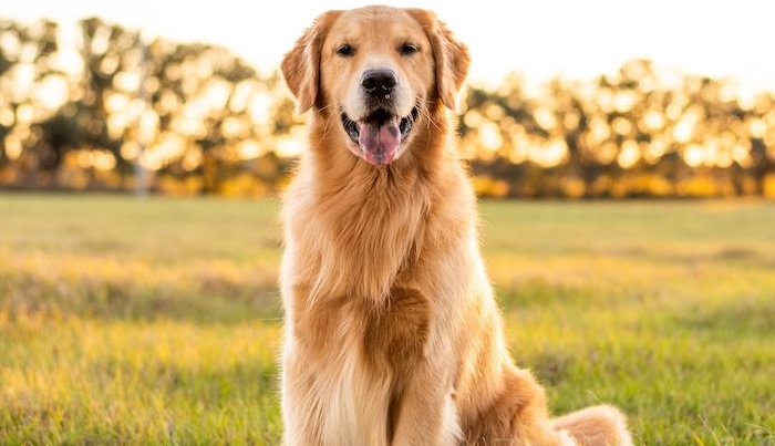 describing dogs french