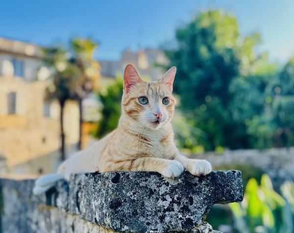 Kismet et le bien être animal