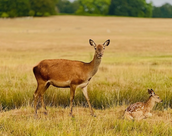 La nature et la faune sauvage